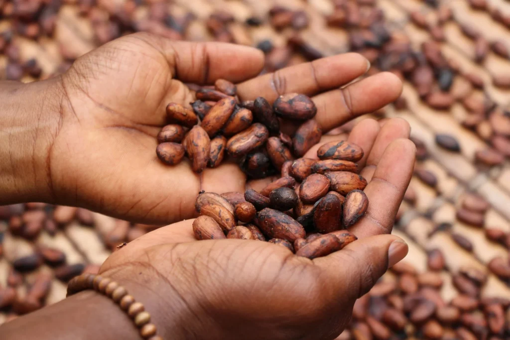 African cocoa