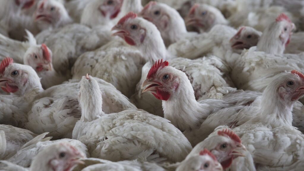 South African Poultry Industry Takes US Chicken Import Quota Fight to Court South African Poultry