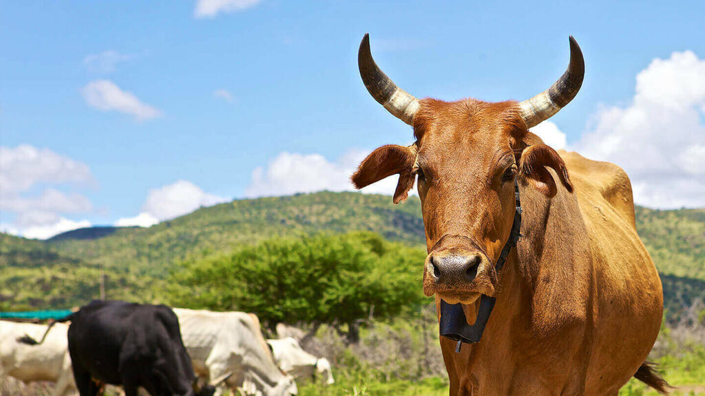 Africa Targets 15% Growth in Cross-Border Livestock Trade livestock trade